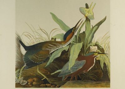 John Janes Audubon